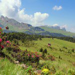 Naturpark Schlern-Rosengarten: Bad Ratzes - Proßliner Schwaige - Schlernbödele-Hütte - Bad Ratzes